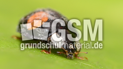 Asiatischer Marienkäfer (18).JPG